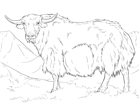 Yak Coloring Page