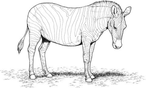 Zebra Coloring Page