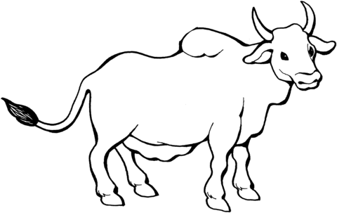 Zebu Coloring Page