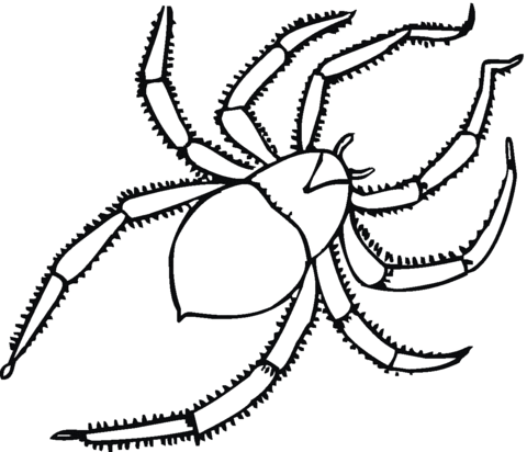 Spider Coloring Page