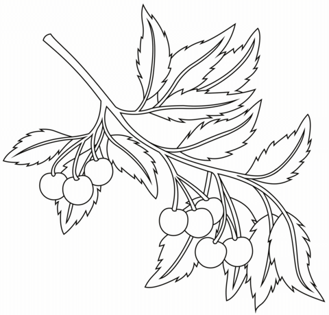 Cherry Coloring Page