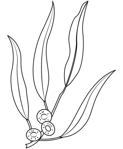 Eucalyptus Coloring Page