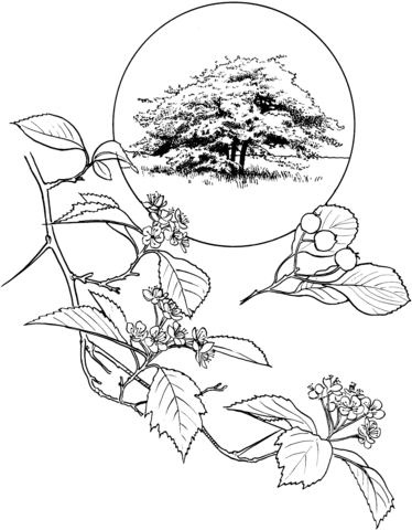 Hawthorn Coloring Page