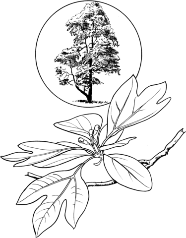 Sassafras Coloring Page