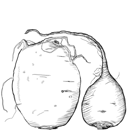 Beet Coloring Page