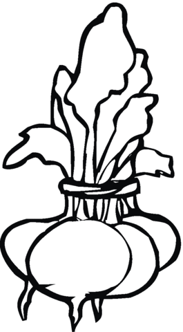 Beetroot Coloring Page