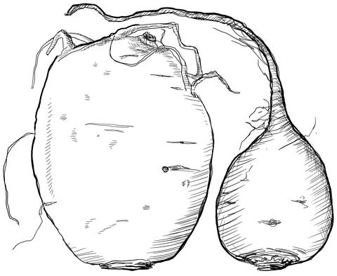 Beets Coloring Page