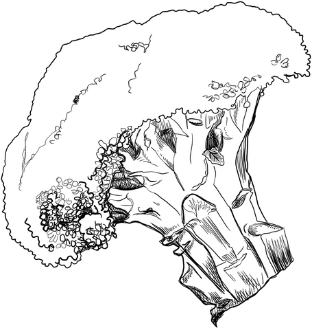 Broccoli Coloring Page