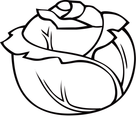 Cabbage Coloring Page