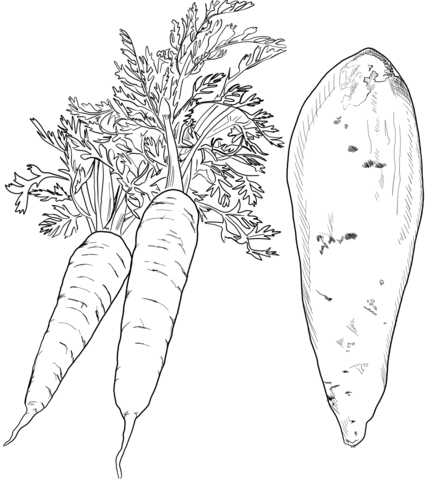 Carrots Coloring Page