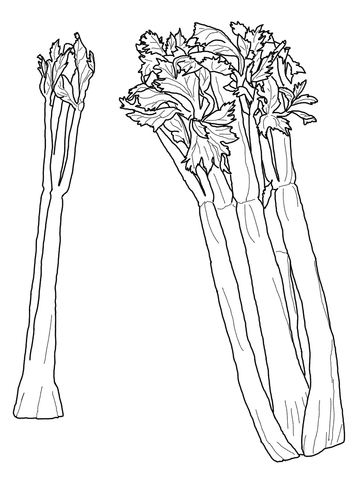 Celery Coloring Page