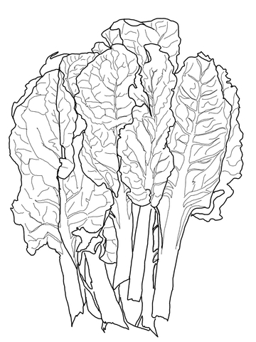 Chard Coloring Page