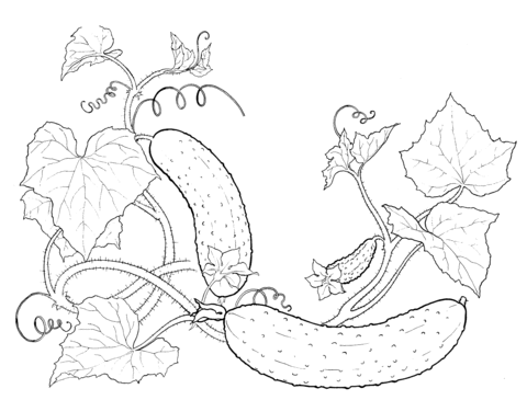 Cucumbers Coloring Page