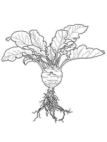 Kohlrabi Coloring Page