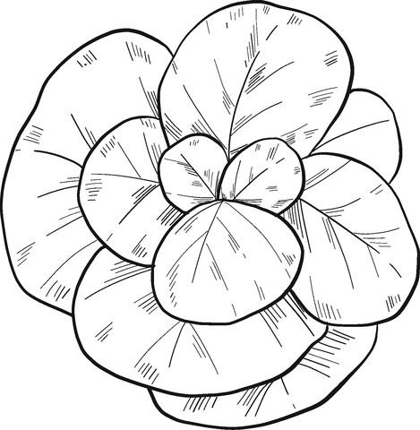 Lettuce Coloring Page