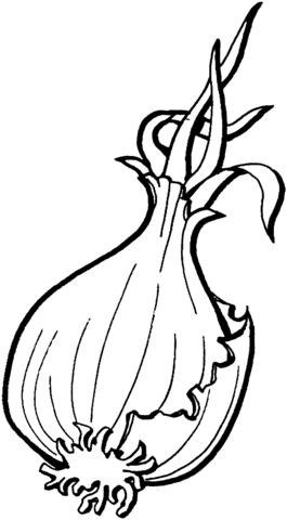 Onion Coloring Page