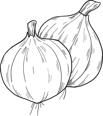 Onions Coloring Page