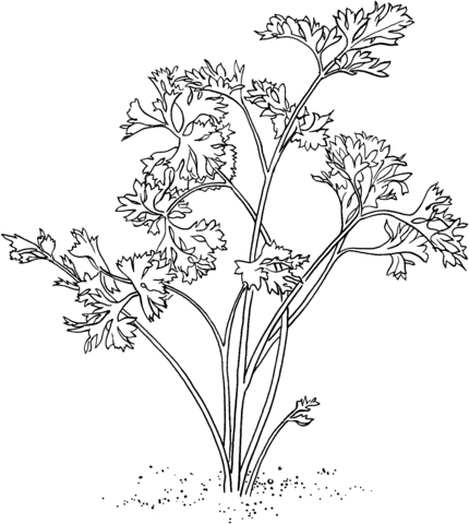 Parsley Coloring Page