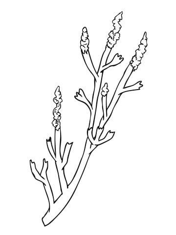 Sagebrush Coloring Page